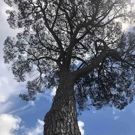 Semesterbostad La Maison Tipasa